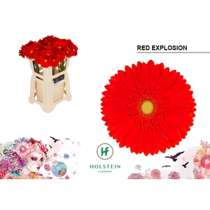 GE GR RED EXPLOSION