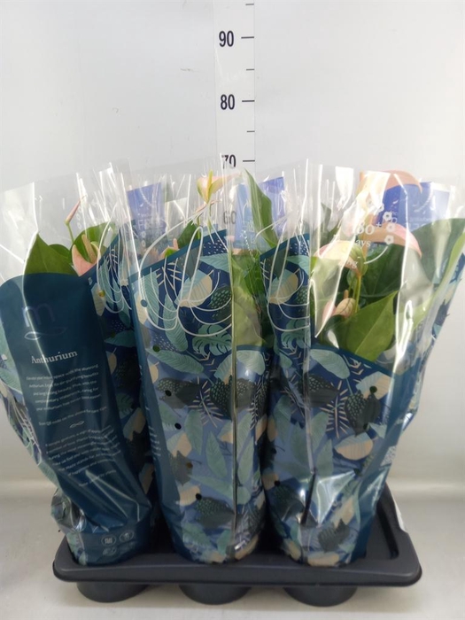 <h4>Anthurium andr. 'Joli Peach'</h4>