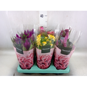 Celosia arg.   ...mix
