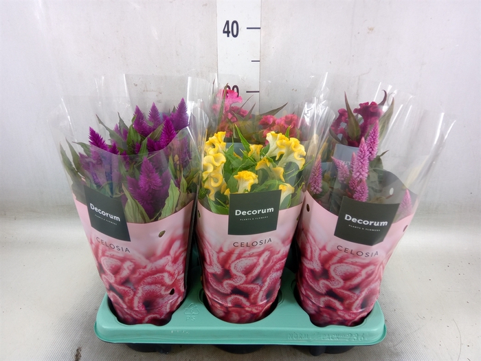 <h4>Celosia arg.   ...mix</h4>