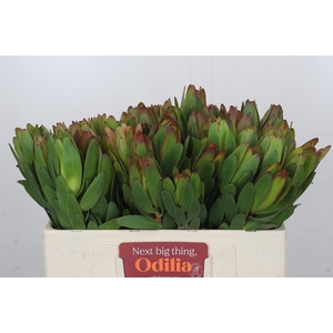 Leucadendron Goldstrike