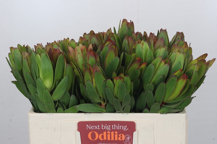 <h4>Leucadendron Goldstrike</h4>