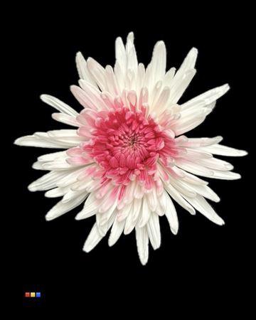 <h4>Chr G Ana White + Cerise</h4>