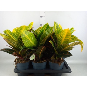 Codiaeum var. GR 'Petra'