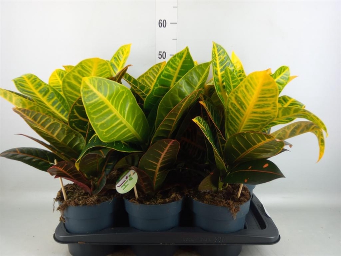 <h4>Codiaeum var. GR 'Petra'</h4>