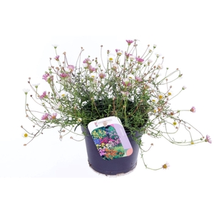 Erigeron karvinskianus Blütenmeer