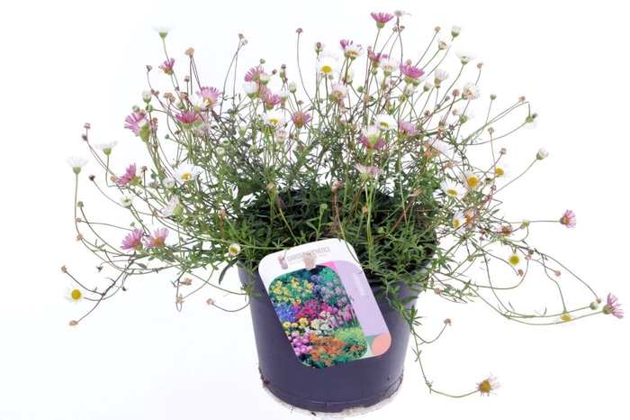 <h4>Erigeron karvinskianus Blütenmeer</h4>