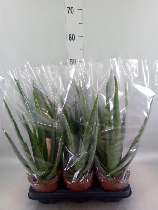 <h4>Aloe vera</h4>
