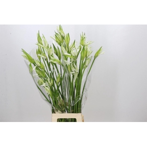 Nerine Like A Virgin Artistiek