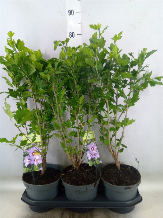 <h4>Hibiscus syriacus 'Oiseau Bleu'</h4>
