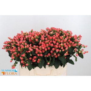 HYP MAG ROY PRINCESS