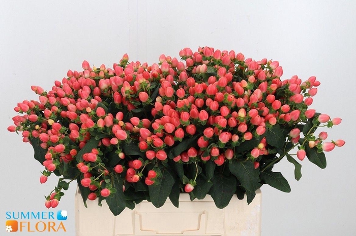 <h4>HYP MAG ROY PRINCESS</h4>