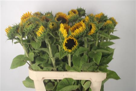 <h4>Helianthus Sunrich Orange</h4>