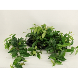 FICUS SAGITTATA
