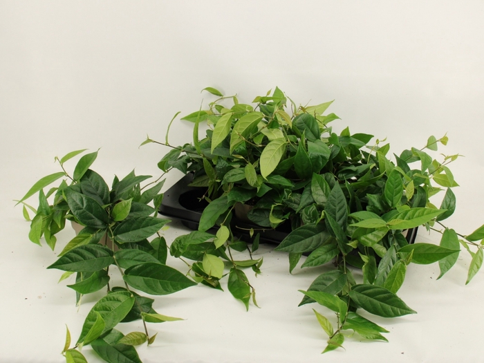 <h4>FICUS SAGITTATA</h4>