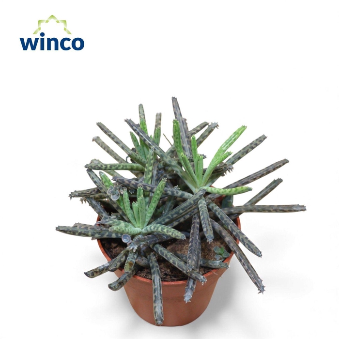 <h4>Kalanchoe Tubiflora</h4>