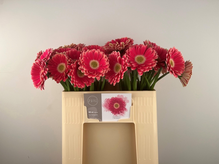 <h4>GE MI TWIGGY</h4>