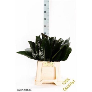 Philodendron  'Red Beauty'
