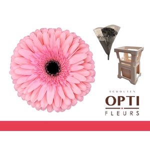 Gerbera Estrella Water / Hoes