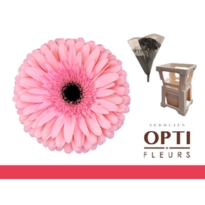 GE GR ESTRELLA-Water hoes ongelijk