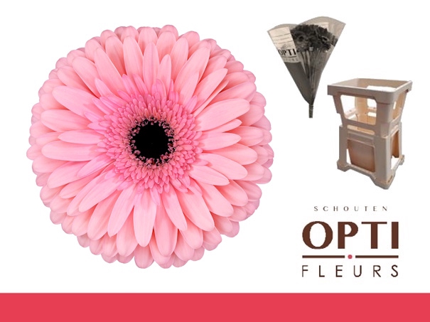 <h4>Gerbera Estrella Water / Hoes</h4>