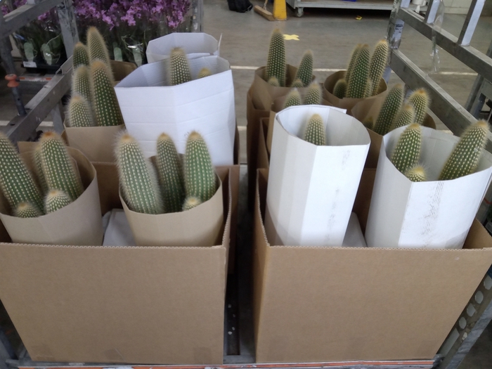 <h4>Pilosocereus chrysostele</h4>