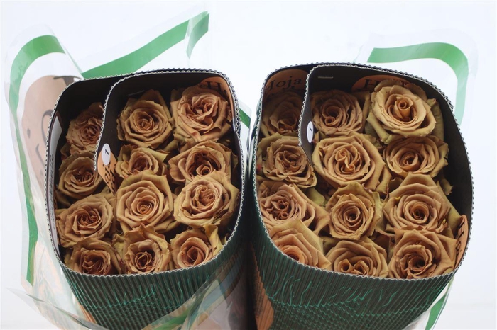 <h4>R Gr Eq Toffee</h4>