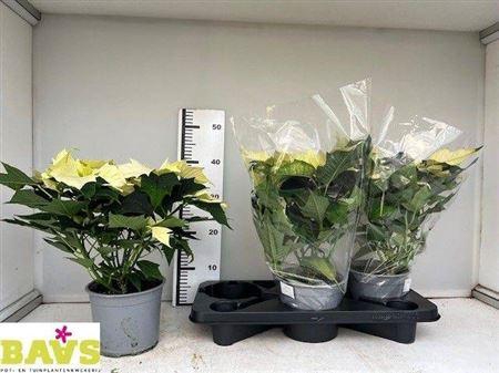 Euph Euphoria White 8+++ P17