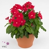 CATH PA XP RED REALL