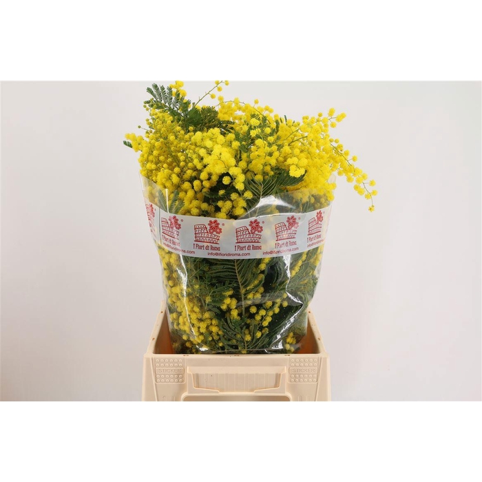 <h4>ACACIA BL RETINO BS</h4>