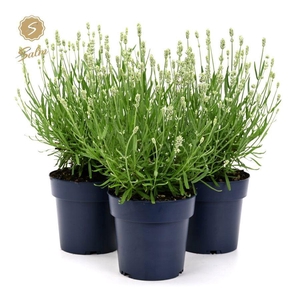 Lavandula ang. 'Felice White'® P15