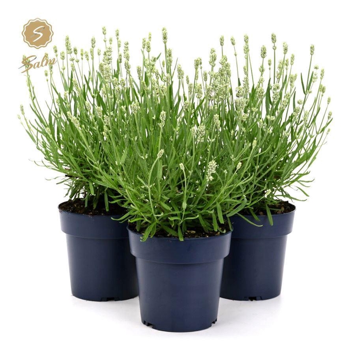 <h4>Lavandula ang. 'Felice White'® P15</h4>