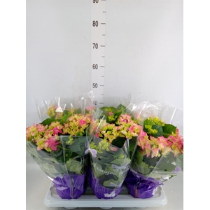 Hydrangea mac. 'Early Rosa'