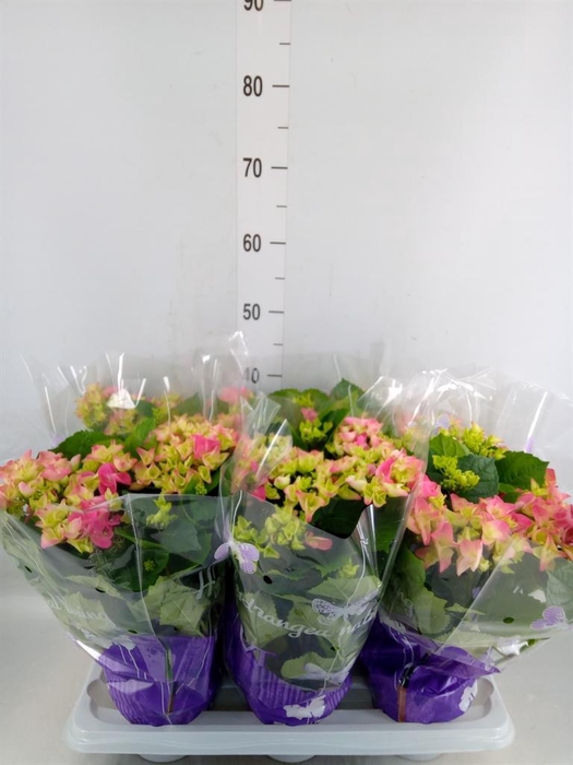 <h4>Hydrangea mac. 'Early Rosa'</h4>