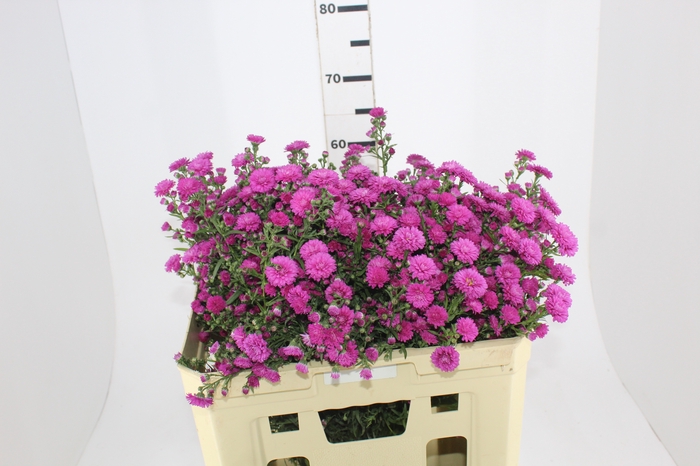 <h4>ASTER MARIANA 050 CM PINK</h4>