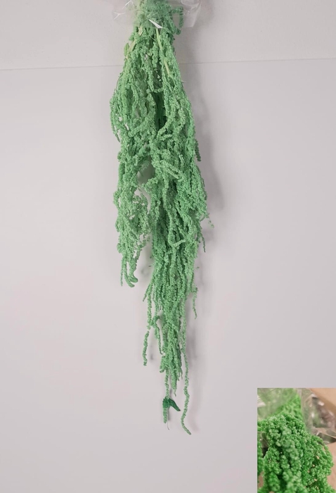 <h4>GESTABILISEERD AMARANTHUS (H) MINT</h4>