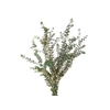 FOLHAGEM EUCAFLOR BABY BLUE 070 CM