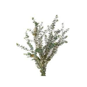 FOLHAGEM EUCAFLOR BABY BLUE 060 CM