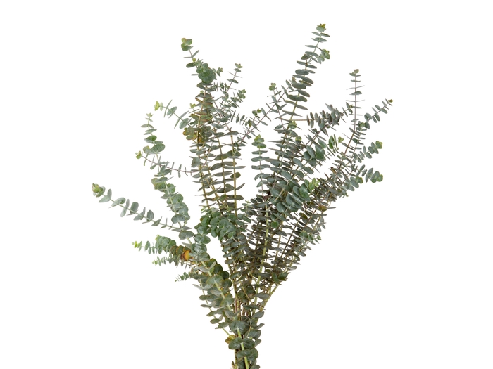 FOLHAGEM EUCAFLOR BABY BLUE 060 CM