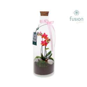 Green Bottle Fles Medium met Phalaenopsis