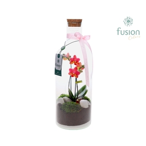 Green Bottle Fles Medium met Phalaenopsis