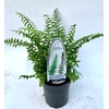 Polystichum munitum