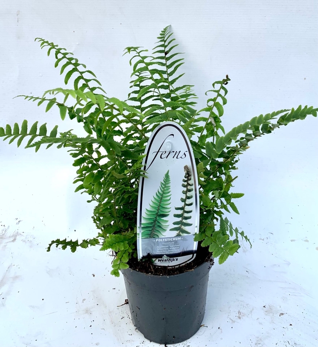 Polystichum munitum