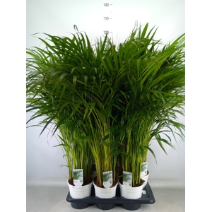 Dypsis lutescens   ...Chrysalidoca