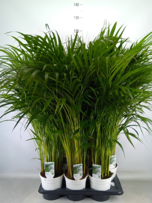 <h4>Dypsis lutescens   ...Chrysalidoca</h4>