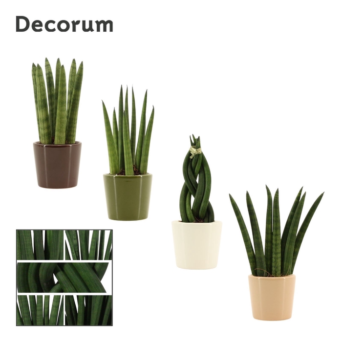 <h4>Sansevieria Cylindrica 6 cm mix in Manuela (Stone Touch-coll.)</h4>