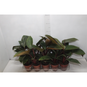 PHILODENDRON ROJO GONGO P12