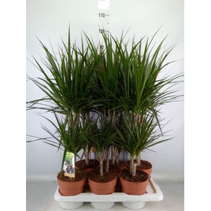 Dracaena marg.