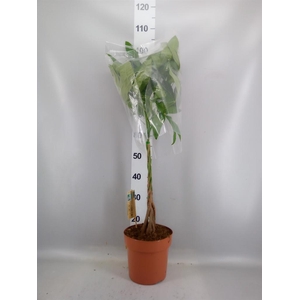 Pachira aquatica