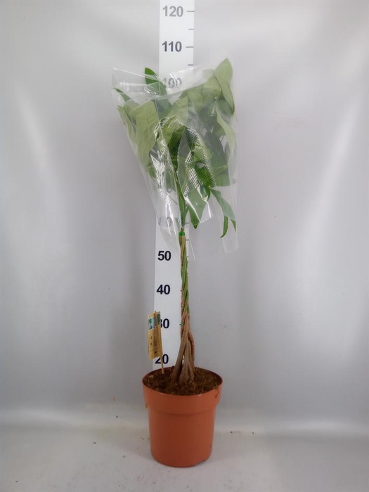 <h4>Pachira aquatica</h4>